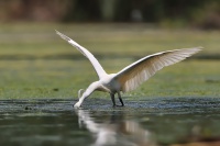 Volavka stribrita - Kreta 5681